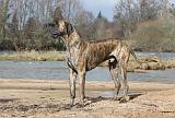 DOGUE ALLEMAND 179